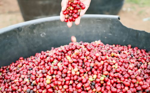 3元多，品味現磨精品咖啡與甜點時光